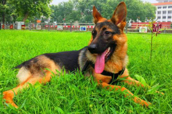 德国牧羊犬能吃鸡骨头吗