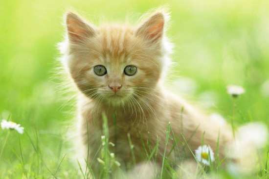 养两只公猫会打架吗
