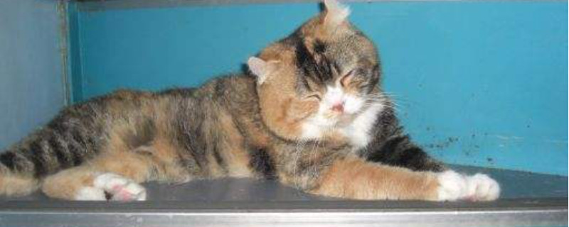 三花猫能活几年