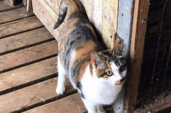 野猫可以养吗