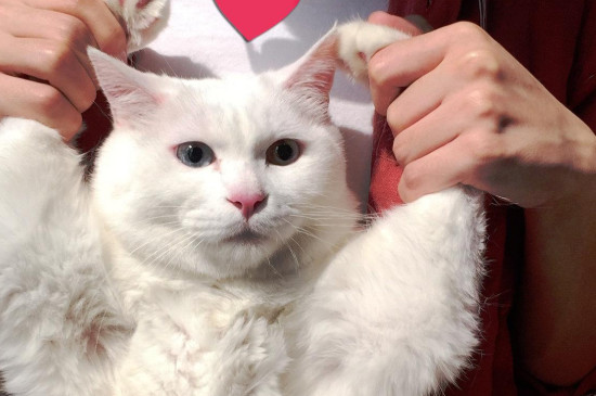 猫咪打完疫苗多久可以洗澡