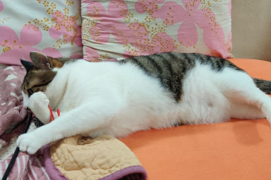 猫咪吃冻干的好处和坏处
