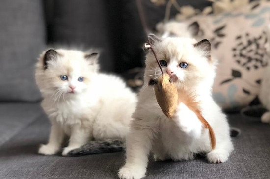 小奶猫快不行的表现