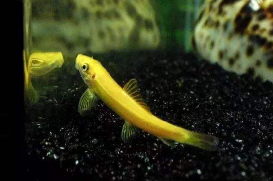 青苔鼠鱼为什么翻砂