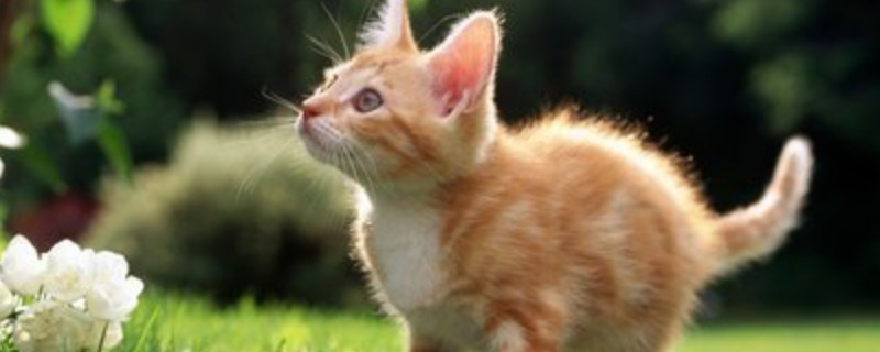 猫挨打之后有几种表现