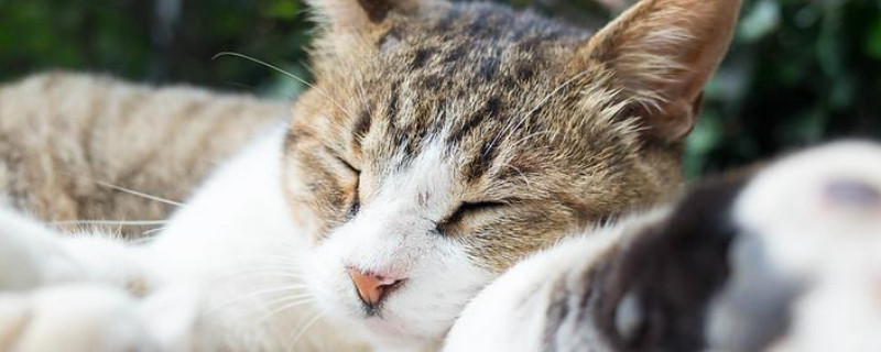猫每天早晨蹭你的原因
