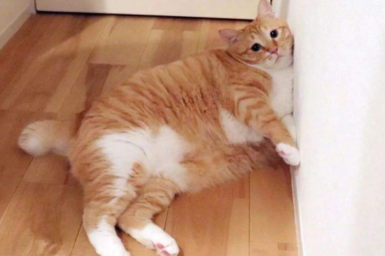 平时活泼的猫突然很蔫