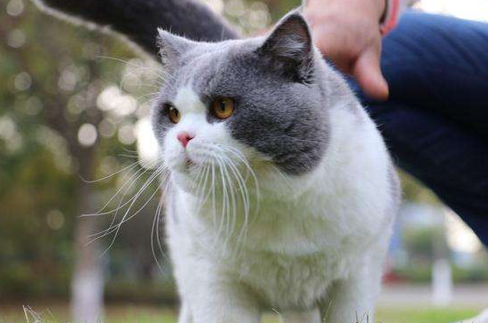 猫怎么才会认主人