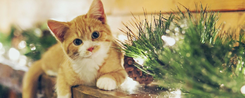 猫猫掉毛很厉害怎么回事