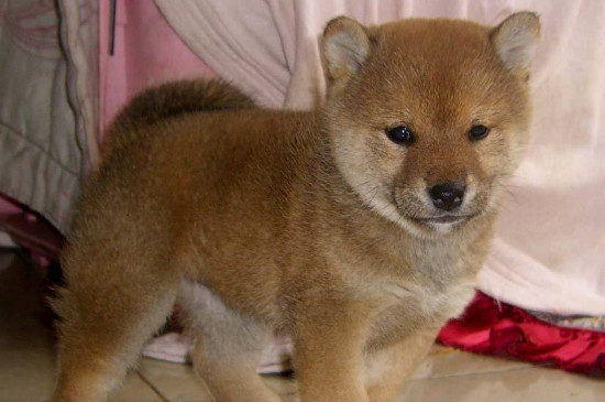 幼犬怎么看性格