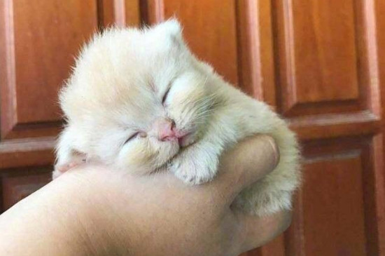 小奶猫快不行的表现