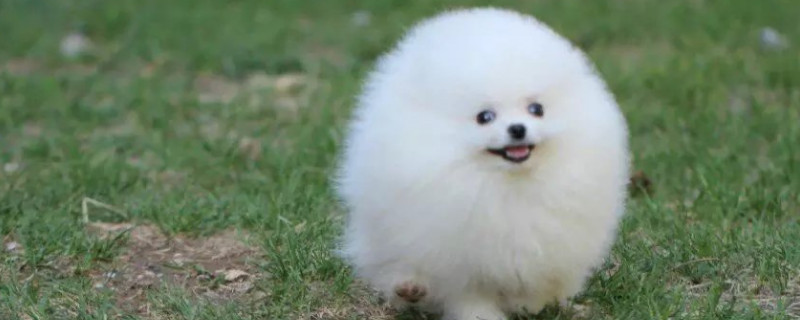 茶杯犬能吃棒棒糖吗