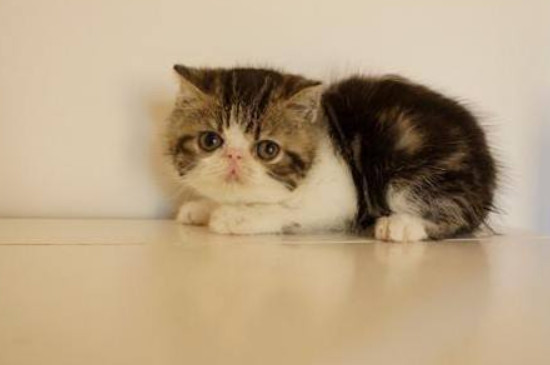 猫守门口代表什么意思