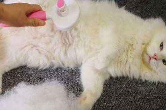 猫咪掉毛严重怎么办