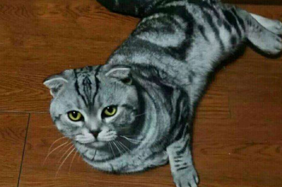 怎样让猫咪喜欢你甚至依赖你