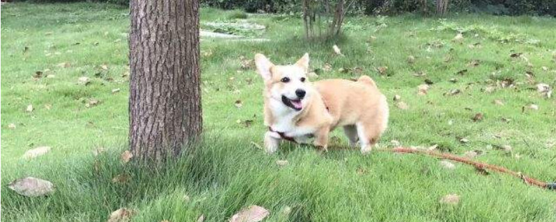 怀孕的狗狗可以吃红薯吗