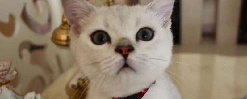 养猫需要注意些什么