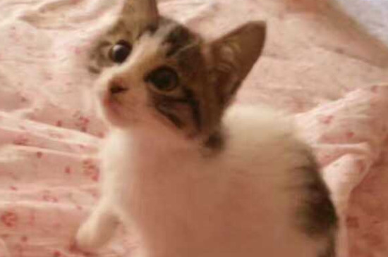 猫咕咕响什么意思