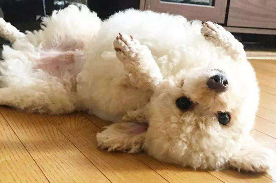 狗狗例假后几天能洗澡