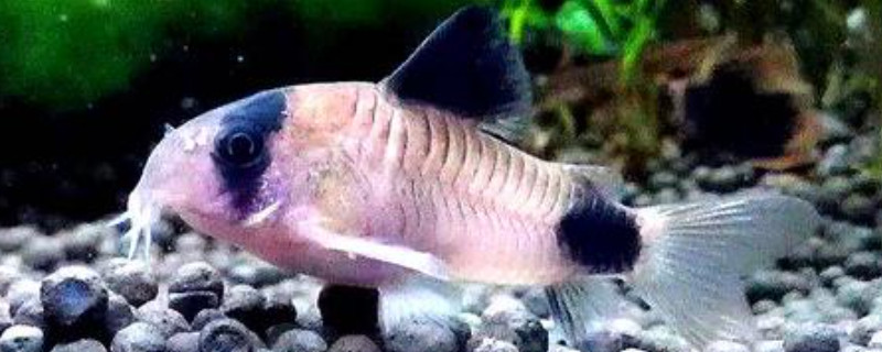 熊猫鼠鱼死亡原因