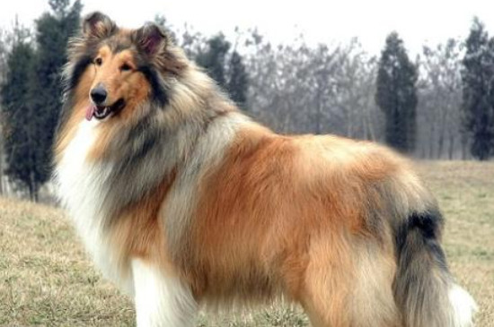 苏牧犬的寿命为多少年