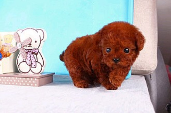 茶杯犬能吃什么水果