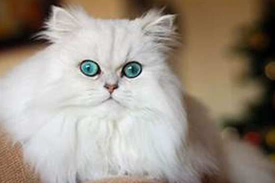猫咪有什么品种