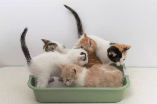 猫不会埋屎怎么办?怎么训练?