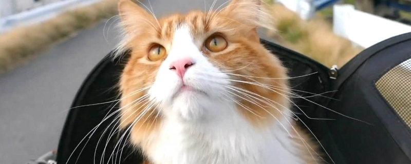 猫咪多少天生产
