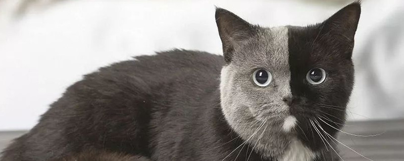 英国短毛猫怎么训练