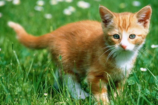 猫做完绝育手术几天可以摘脖圈
