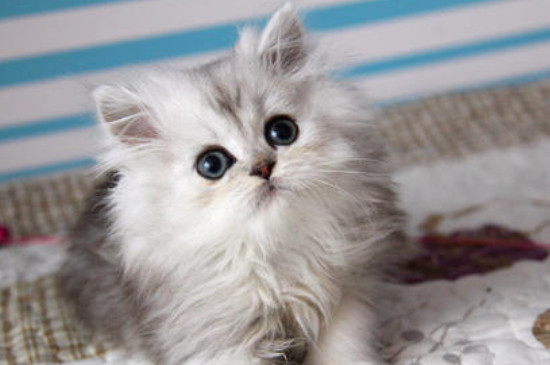 金吉拉猫为什么流眼泪