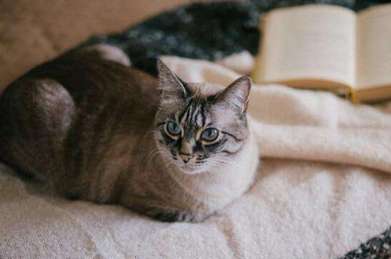 猫为什么会换地方睡觉