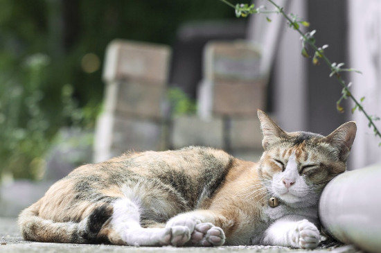 猫有寄生虫症状