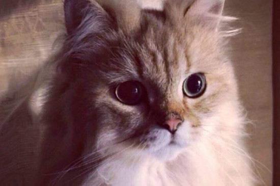 猫尿不出来怎么催尿
