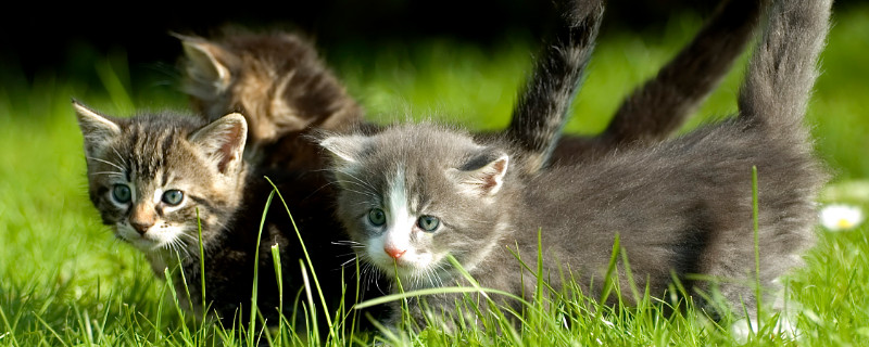 养猫可以养茉莉花吗