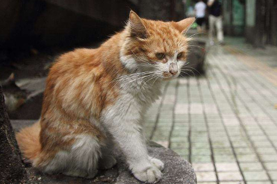 猫丢了怎样把猫引出来
