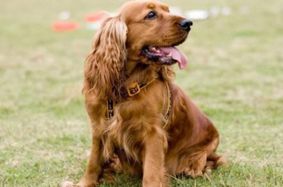 英国可卡犬怎么不叫