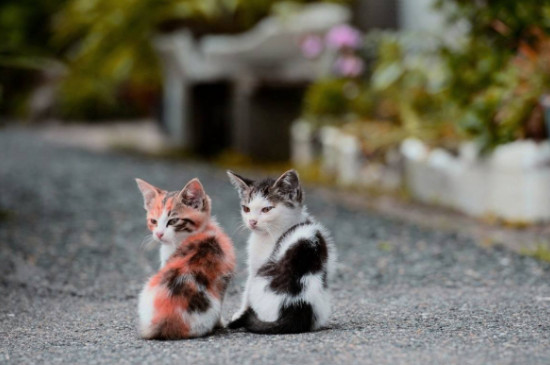 猫咪嘴边长癣怎么处理