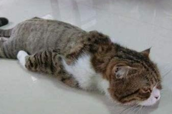 猫可以和人一起吹空调吗