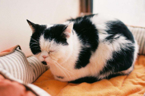 猫的道歉方式