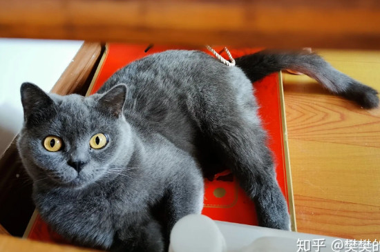 蓝猫身上有暗纹是怎么回事
