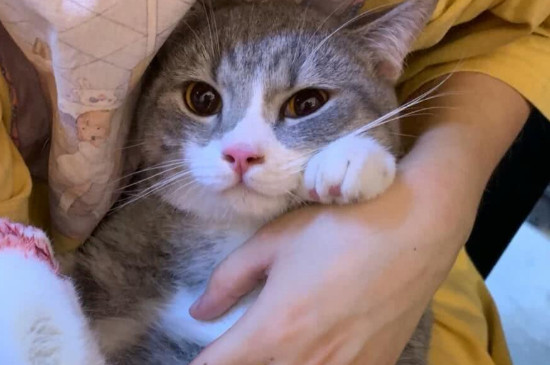 猫咪发烧的症状
