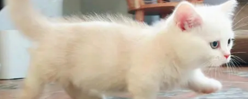 猫羊奶粉放6小时还能喝吗