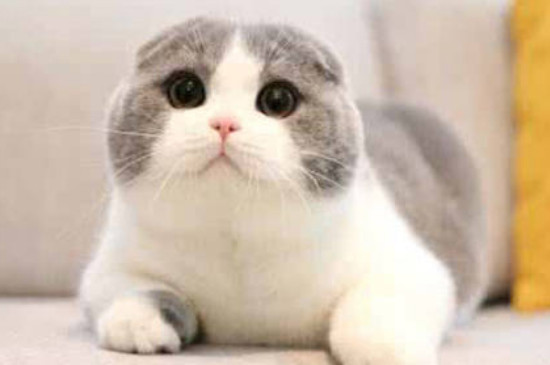 六个月是成猫还是幼猫