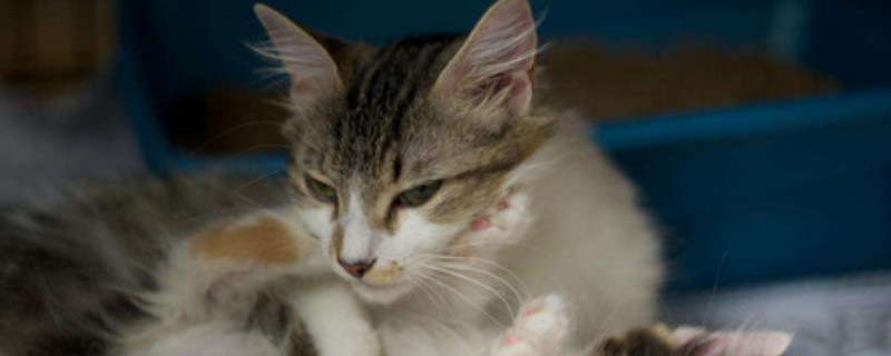 母猫涨奶 没有小猫怎么办