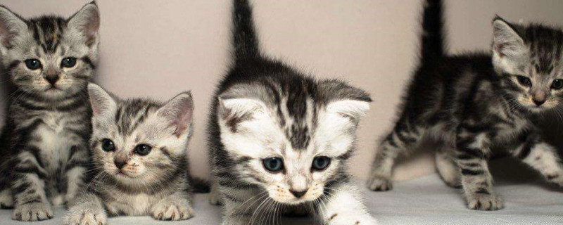 六个月是成猫还是幼猫
