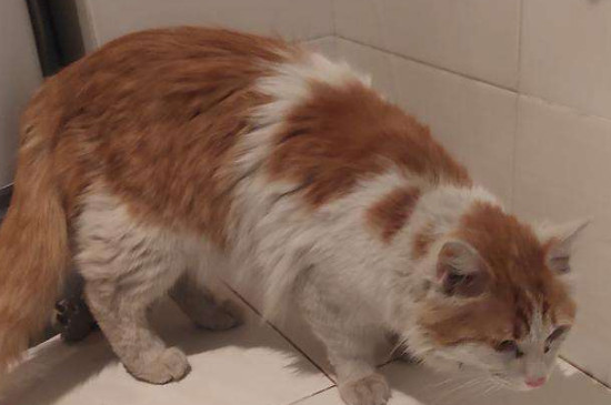 猫嘴臭是什么原因引起的