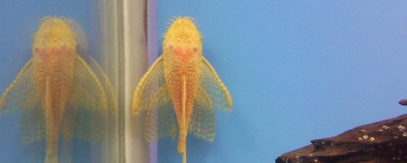 胡子鱼水温多少度