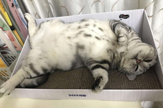 猫腹水症状